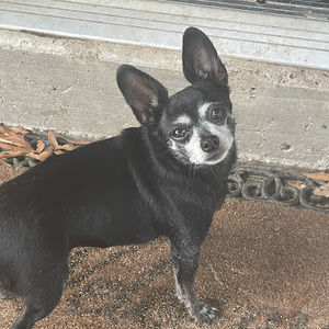 Meet your Posher, Dane